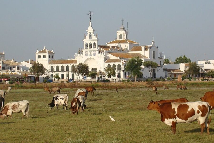 El Rocío: Doñana National Park 4x4 Guided Tour - Coto del Rey and the pine forests