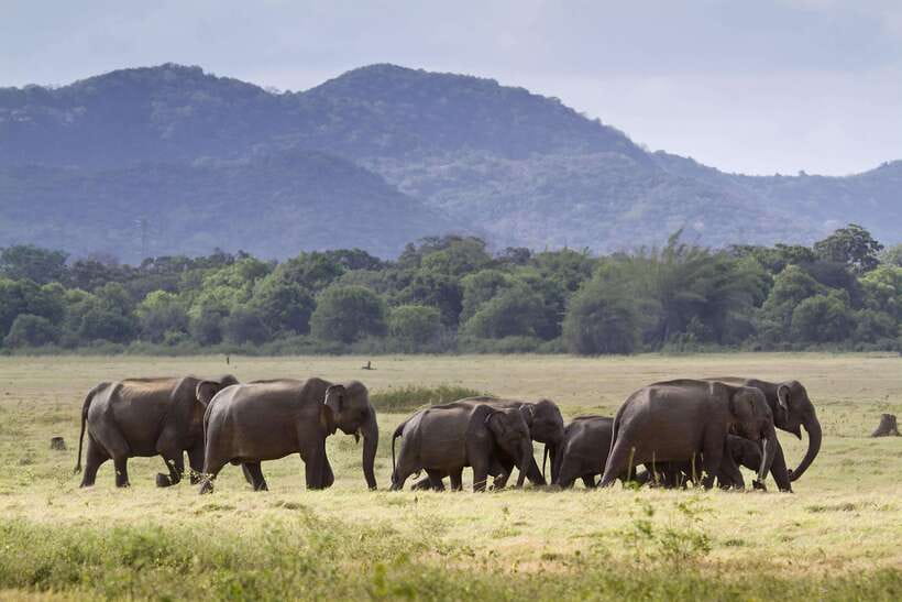 Elephant Jeep Safari at Minneriya National Park - Key points at a glance