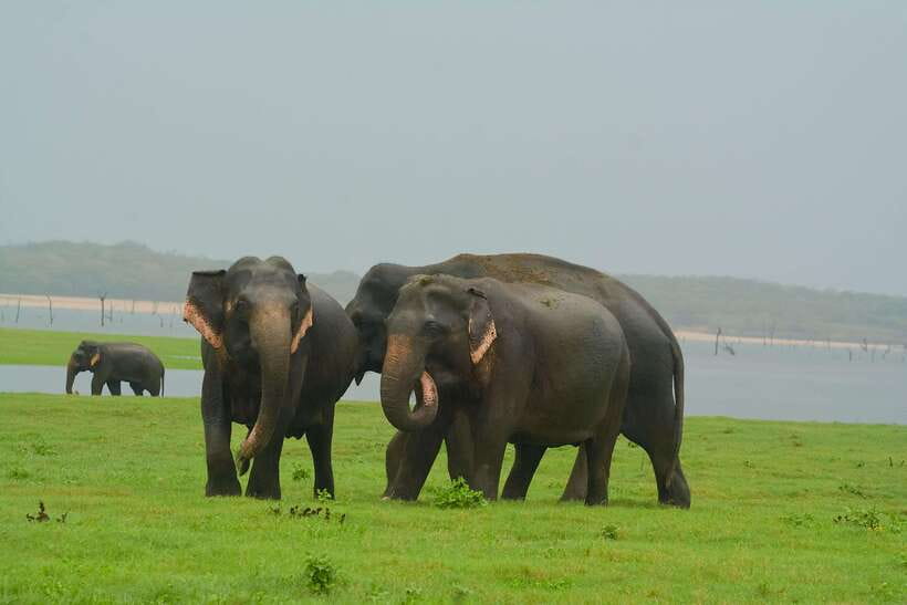 Elephant Jeep Safari at Minneriya National Park - The welcome stop and what you receive