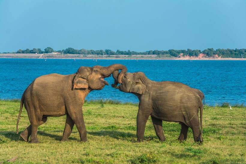 Elephant Jeep Safari at Minneriya National Park - How the jeep ride feels in practice