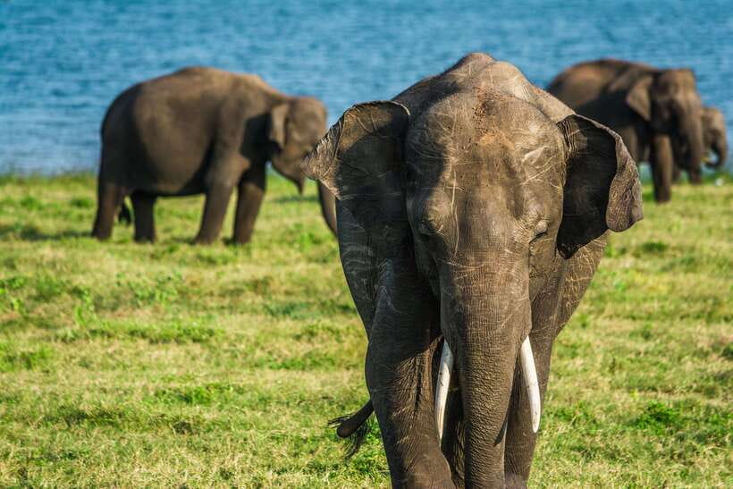 Elephant Jeep Safari at Minneriya National Park - When to go for the best elephant viewing