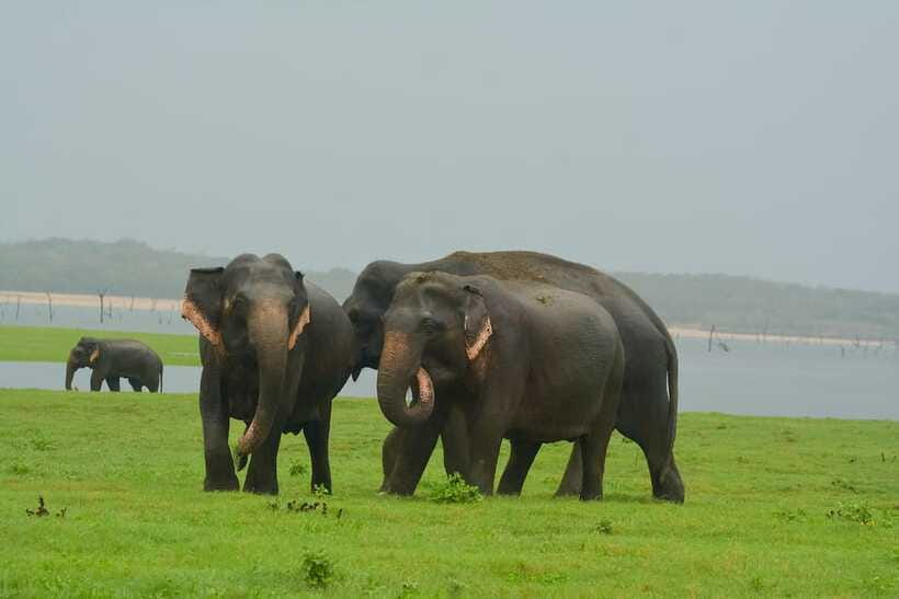 Elephant Jeep Safari at Minneriya National Park - What the price includes, and what it does not