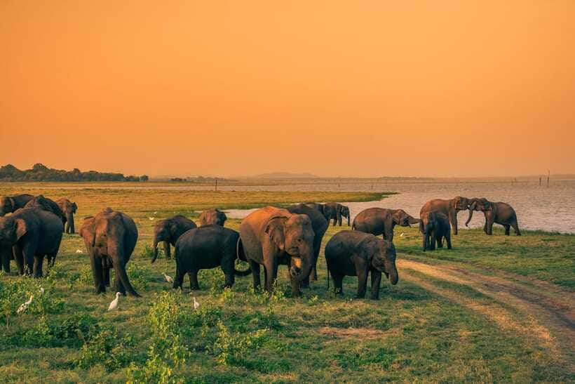 Elephant Jeep Safari at Minneriya National Park - Should you book the Minneriya safari?