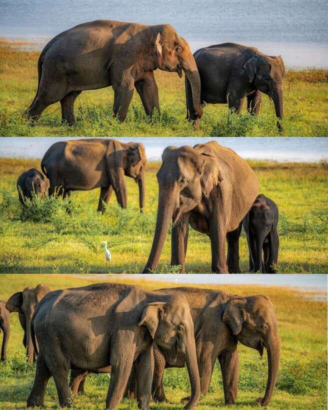 Elephant Kingdom Safari – Minneriya National Park - Hotel pickup from Sigiriya, Dambulla, and Habarana