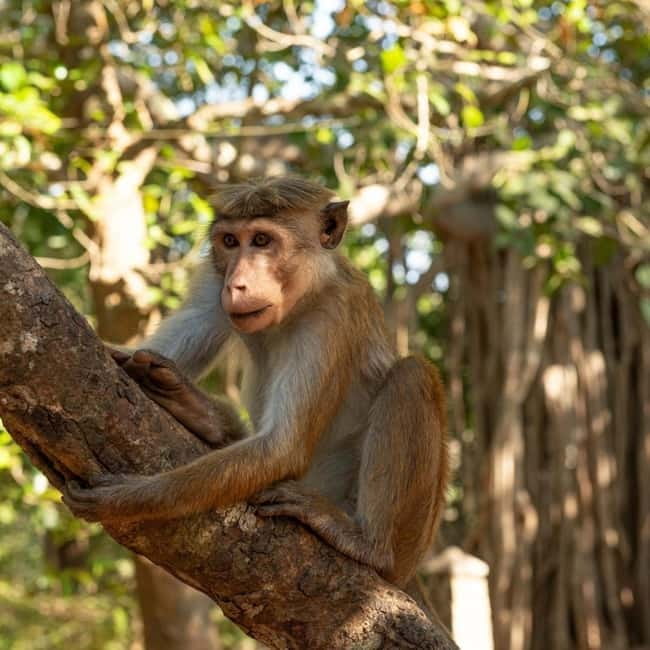 Elephant Kingdom Safari – Minneriya National Park - The guide can make or break the outing