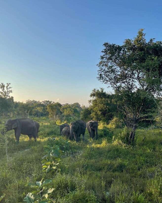 Elephant Kingdom Safari – Minneriya National Park - When to book for the strongest elephant sightings