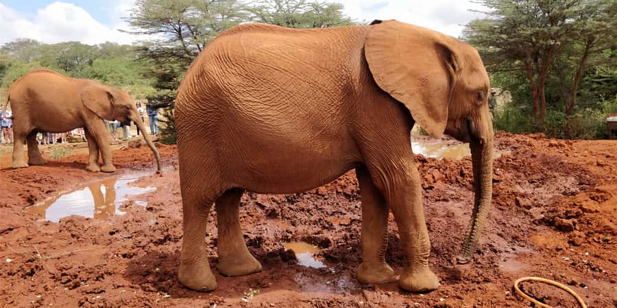 Elephant Orphanage, Giraffe Center And Nairobi National Park - Three Wildlife Stops Without Leaving Nairobi