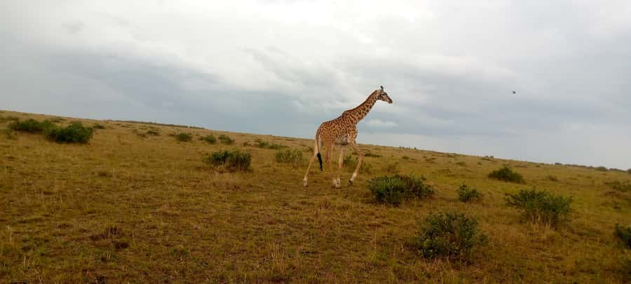 Elephant Orphanage, Giraffe Center And Nairobi National Park - Starting in Nairobi With a Private Van