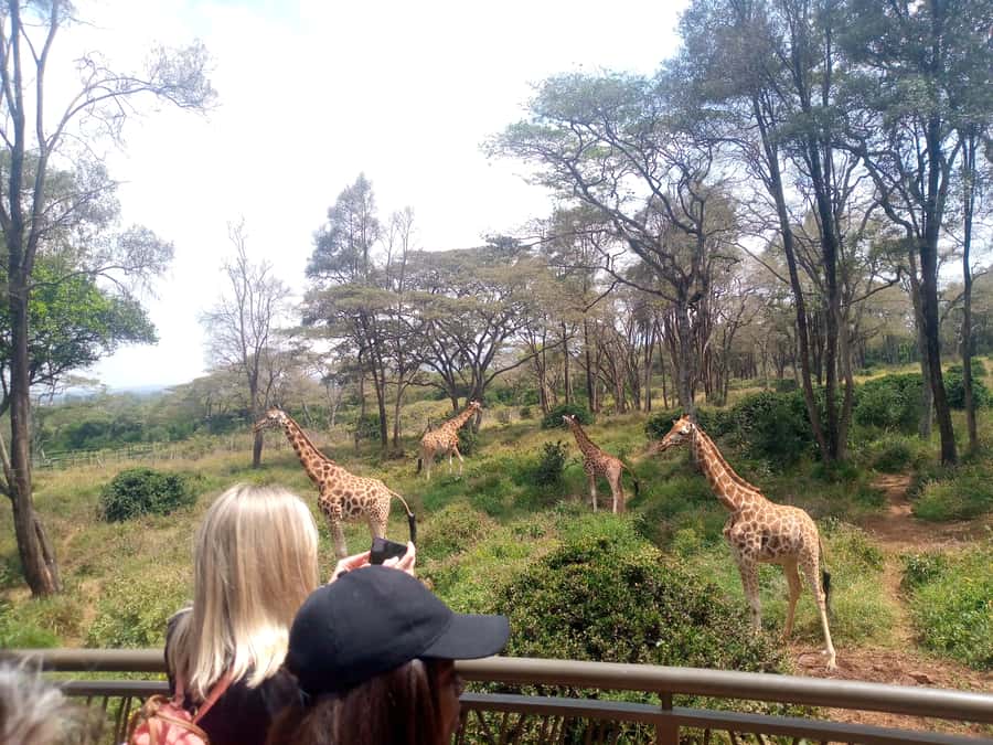Elephant Orphanage, Giraffe Center And Nairobi National Park - What Happens at David Sheldrick Wildlife Trust