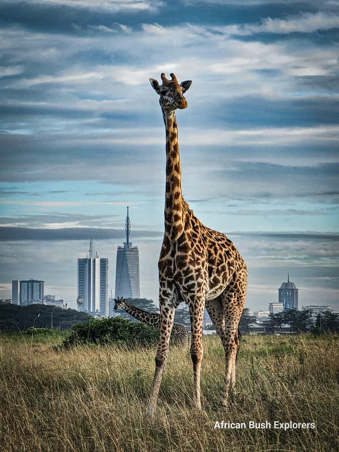 Elephant Orphanage, Giraffe Center And Nairobi National Park - Who Will Like This Nairobi Wildlife Day?