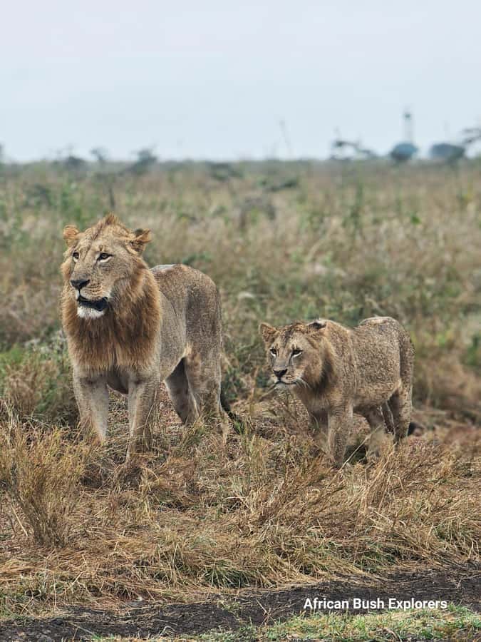 Elephant Orphanage, Giraffe Center And Nairobi National Park - Booking Tips for a Smoother Day