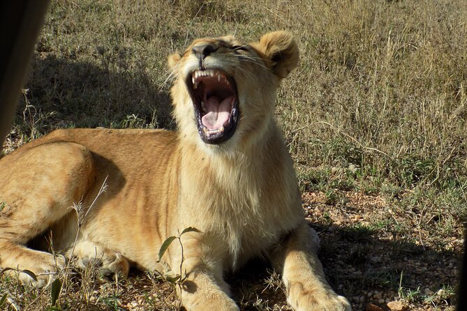 Enjoy a Private Day Trip to Lake Manyara National Park. - Why Lake Manyara works so well as a one-day safari