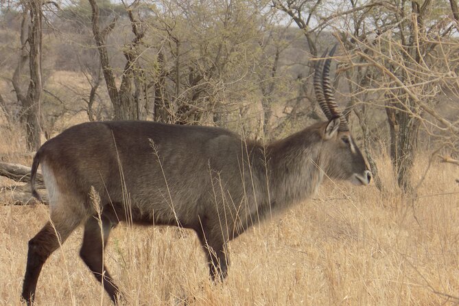 Enjoy a Private Day Trip to Lake Manyara National Park. - Elephants, monkeys, giraffes, and the famous lions in trees