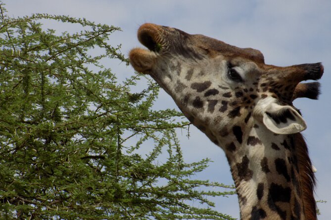 Enjoy a Private Day Trip to Lake Manyara National Park. - Hot springs and bird watching between animal sightings