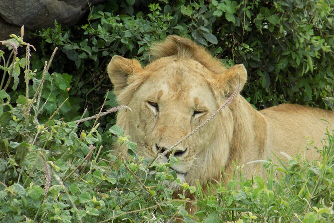 Enjoy a Private Day Trip to Lake Manyara National Park. - The possible Maasai village visit