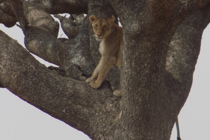 Enjoy a Private Day Trip to Lake Manyara National Park. - What the $350 price really covers