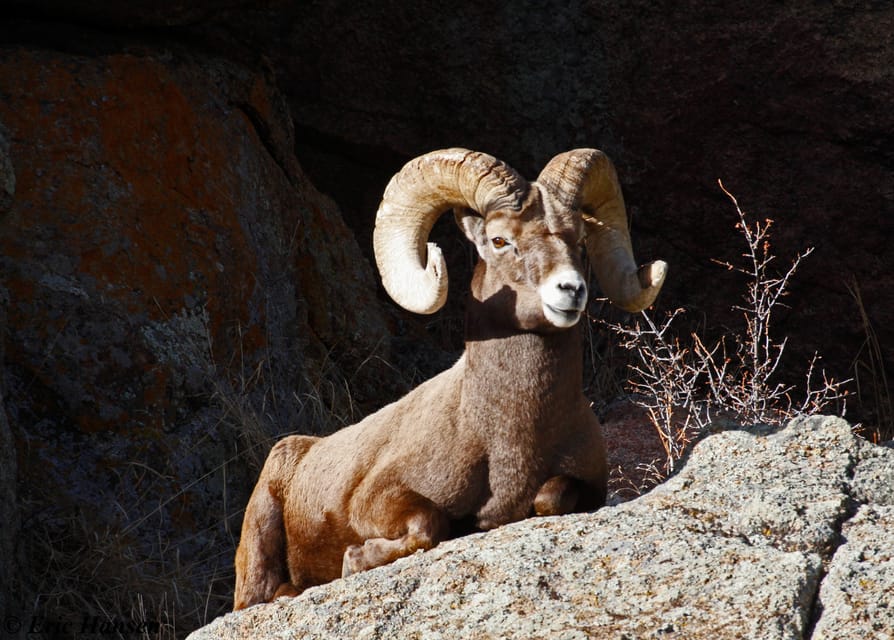 Estes Park: Rocky Mountain National Park Safari Tour - Why this Estes Park tour works so well