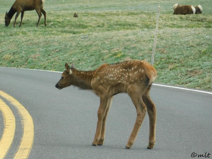 Estes Park: Rocky Mountain National Park Safari Tour - Is $130 per person a fair price?