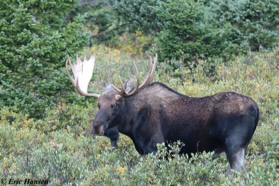 Estes Park: Rocky Mountain National Park Safari Tour - Who should book this tour?