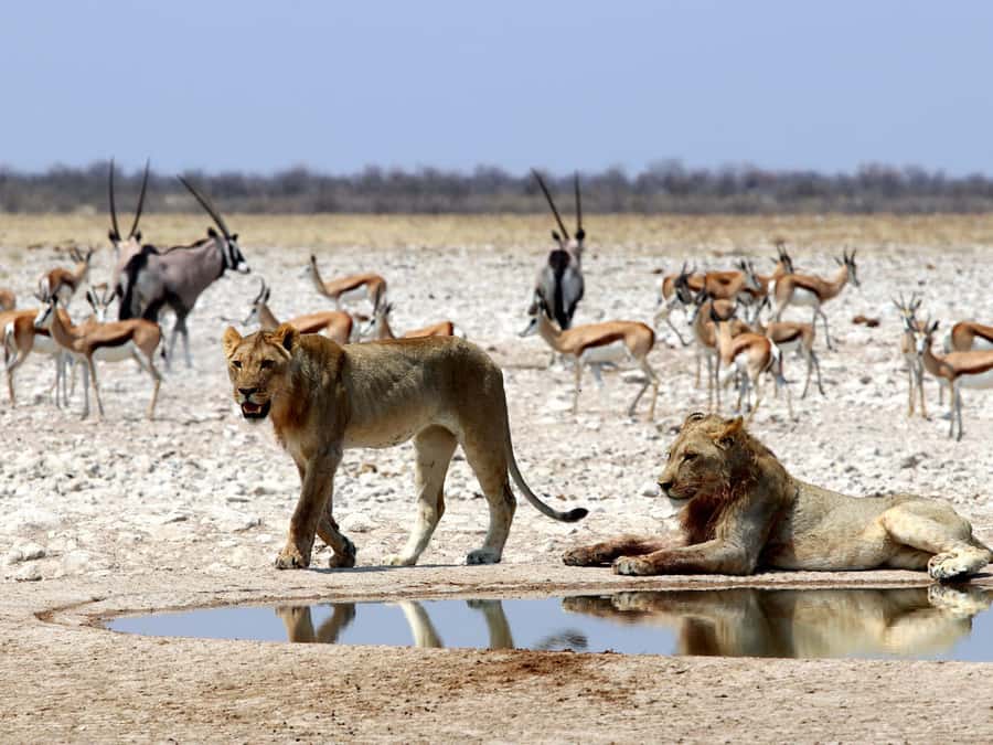 Etosha National Park: Full or Half-Day Game Drive - Starting at Anderson Gate before the crowds arrive