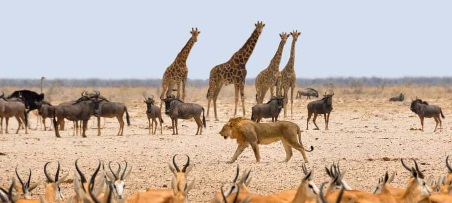 Etosha National Park: Full or Half-Day Game Drive - A route shaped by sightings, weather, and radio contact