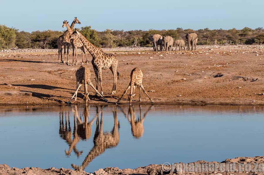 Etosha National Park: Full or Half-Day Game Drive - Morning wildlife viewing and the first long drive