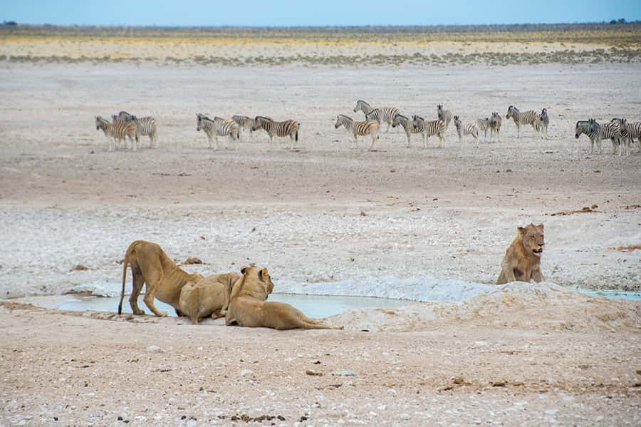 Etosha National Park: Full or Half-Day Game Drive - Etosha’s waterholes are where patience pays off