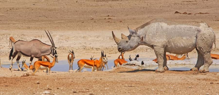 Etosha National Park: Full or Half-Day Game Drive - The one-hour midday break inside the park