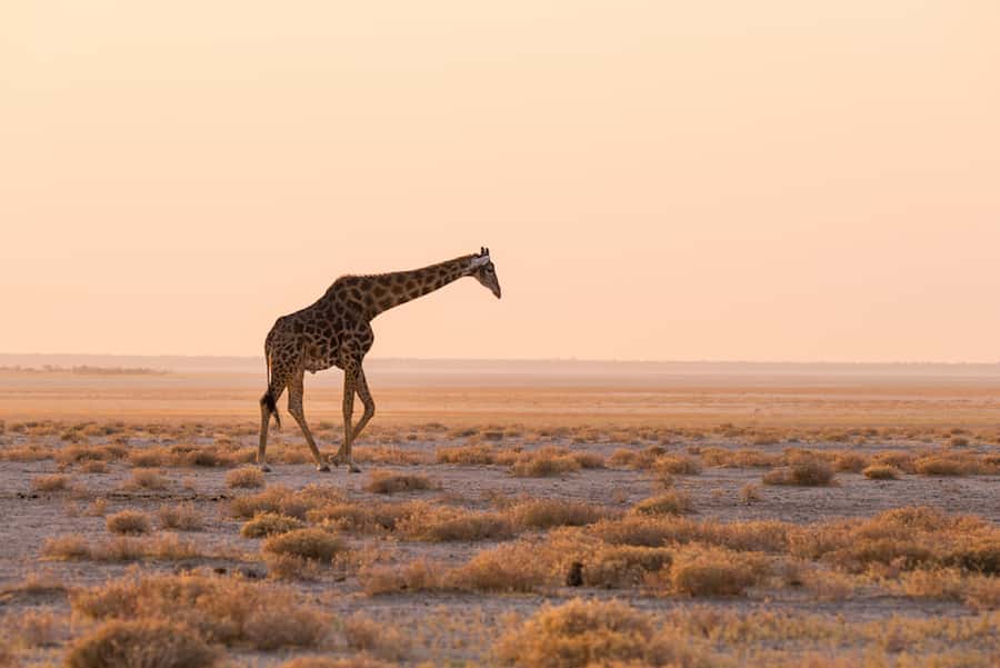Etosha National Park: Full or Half-Day Game Drive - The afternoon drive adds time when conditions change