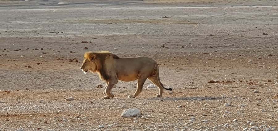 Etosha National Park: Full or Half-Day Game Drive - The guides are the heart of the experience
