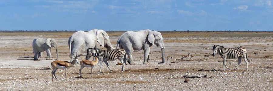 Etosha National Park: Full or Half-Day Game Drive - The morning pickup and park entry
