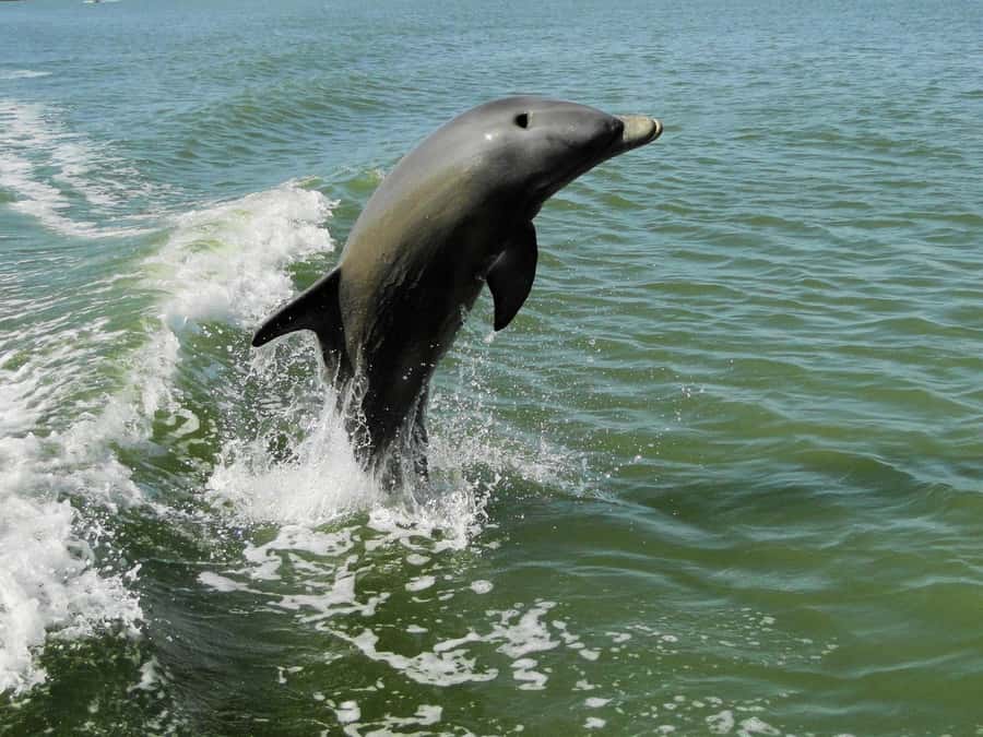 Everglades National Park: 2 hour Dolphin & Birding Boat Tour - Why this boat reaches parts of the Everglades you cannot easily walk to