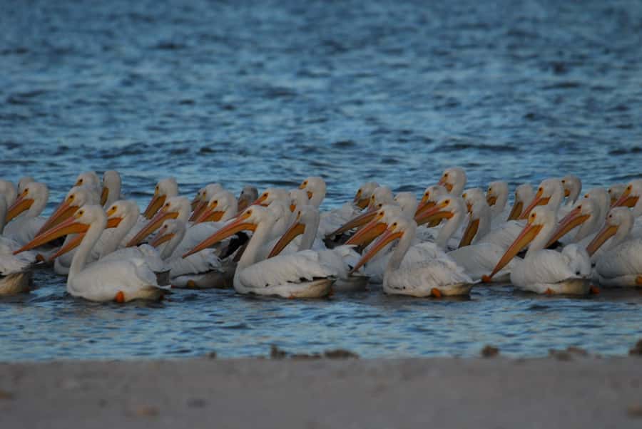 Everglades National Park: 2 hour Dolphin & Birding Boat Tour - Looking for dolphins, manatees, and sea turtles
