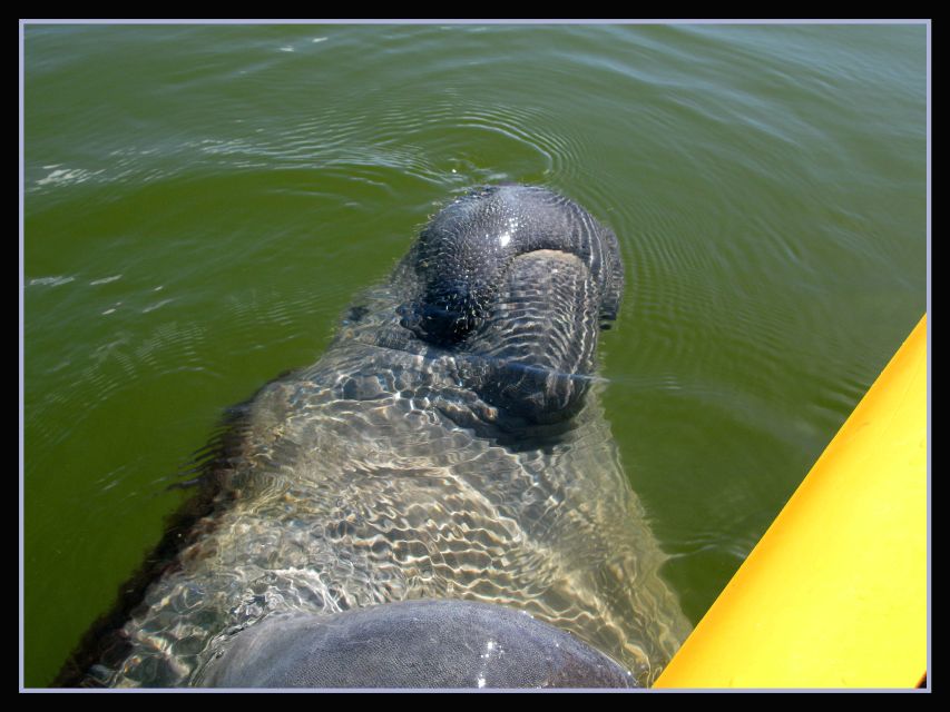 Everglades National Park 3-Hour Kayak Eco Tour - Key points to know before you paddle