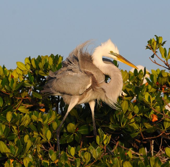 Everglades National Park 3-Hour Kayak Eco Tour - A three-hour route shaped by tide and wildlife