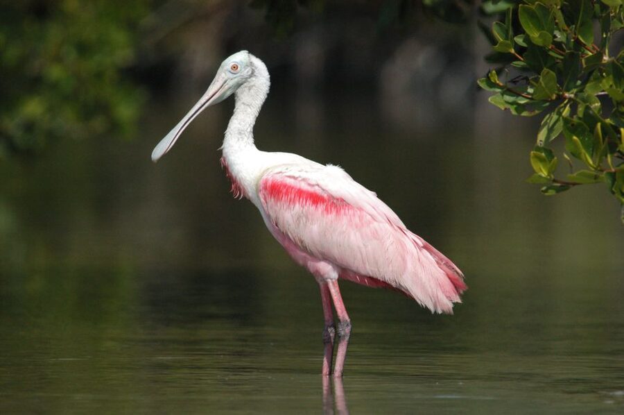 Everglades National Park 3-Hour Kayak Eco Tour - What $164 buys you