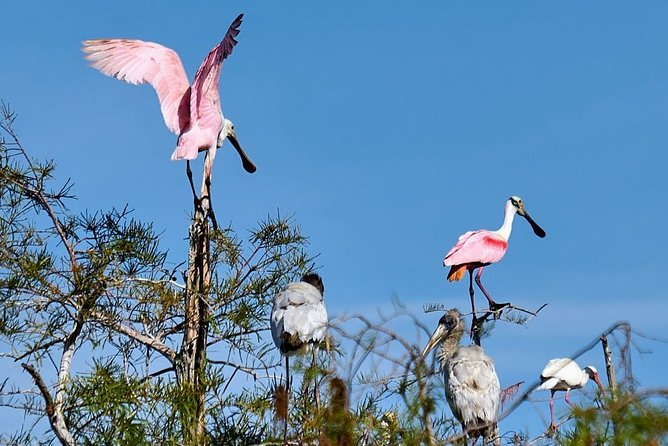Everglades National Park Biologist Led Adventure: Cruise, Hike + Airboat - Oasis Visitor Center and Big Cypress wildlife