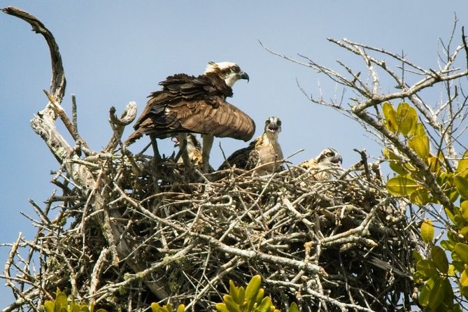 Everglades National Park Biologist Led Adventure: Cruise, Hike + Airboat - Lunch in Chokoloskee