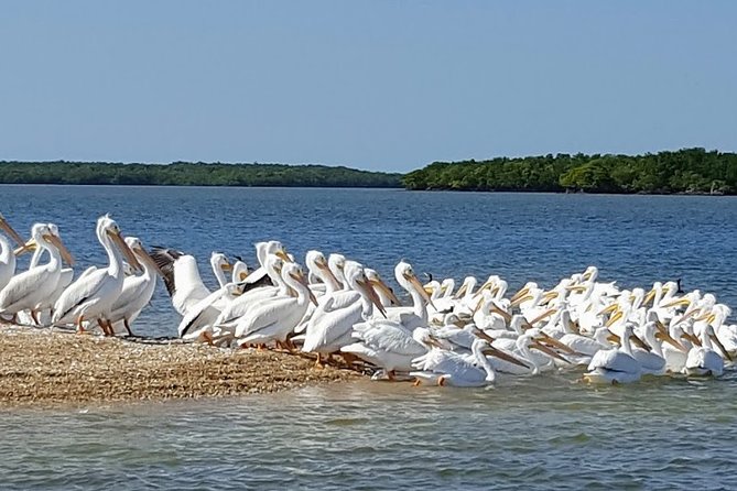 Everglades National Park Biologist Led Adventure: Cruise, Hike + Airboat - Smallwood Store and Everglades City