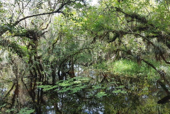 Everglades National Park Biologist Led Adventure: Cruise, Hike + Airboat - The River of Grass airboat ride