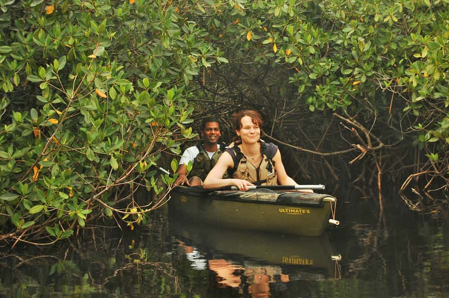 Everglades National Park: Mangrove Tunnel Kayak Eco-Tour - Key points to know before you paddle