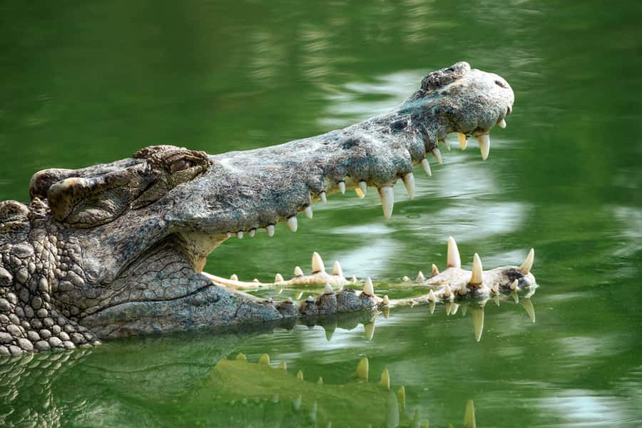 Everglades National Park: Mangrove Tunnel Kayak Eco-Tour - What the naturalist guide adds