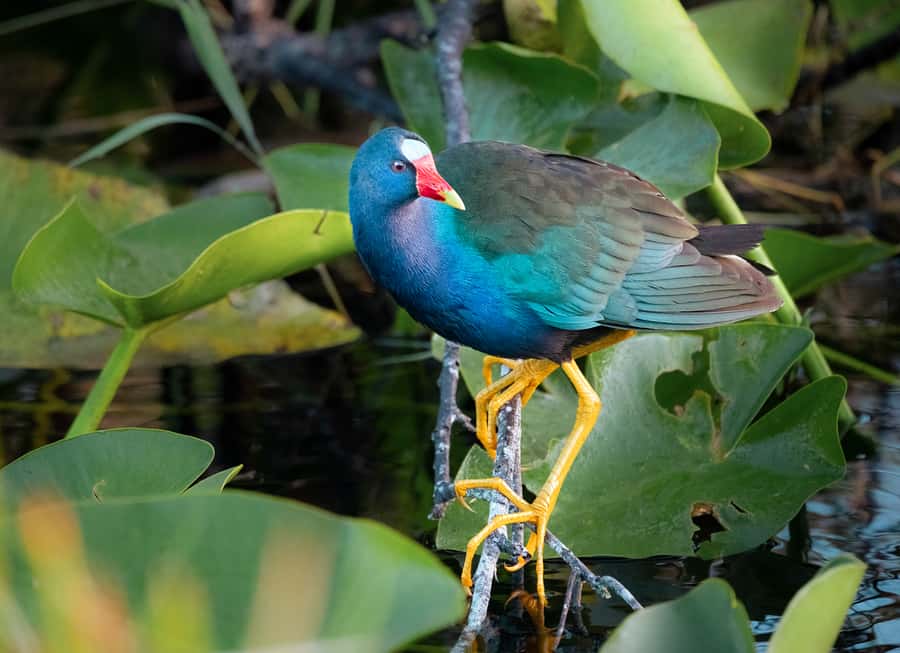 Everglades National Park: Mangrove Tunnel Kayak Eco-Tour - Wildlife you might see from the kayak