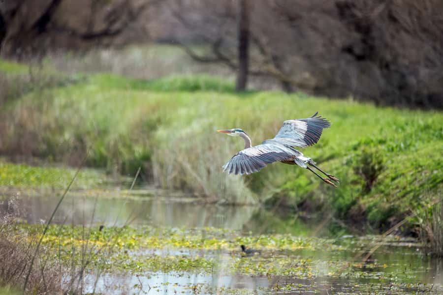 Everglades National Park: Mangrove Tunnel Kayak Eco-Tour - Heat, mosquitoes, and what to bring