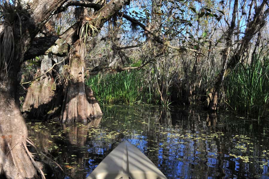 Everglades National Park: Mangrove Tunnel Kayak Eco-Tour - Who should book this kayak tour?