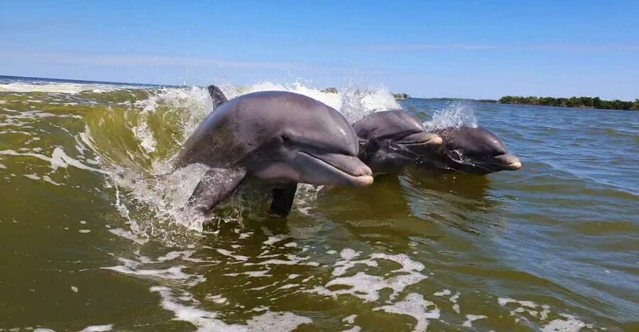 Everglades National Park: Motorboat Eco Tour - Cruising through the 10,000 Islands