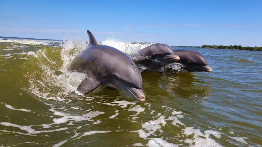 Everglades National Park: Motorboat Eco Tour - Meeting at Glades Haven Marina