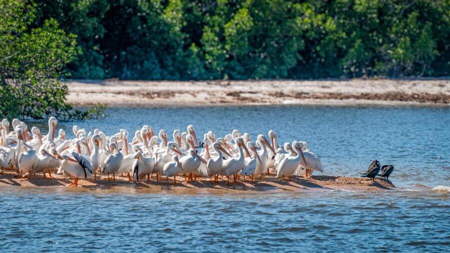 Everglades National Park: Pontoon Boat Tour & Boardwalk - What the guide adds to the boat ride
