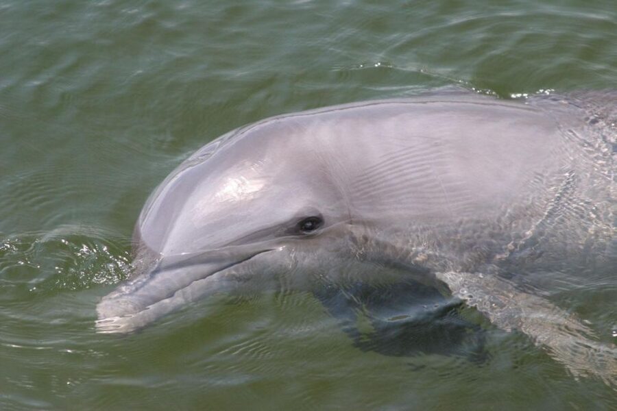 Everglades National Park: Pontoon Boat Tour & Boardwalk - Price, park admission, and what you receive