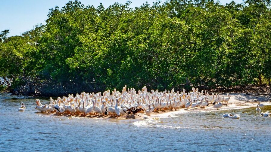 Everglades National Park: Pontoon Boat Tour & Boardwalk - Comfort, access, and what to bring